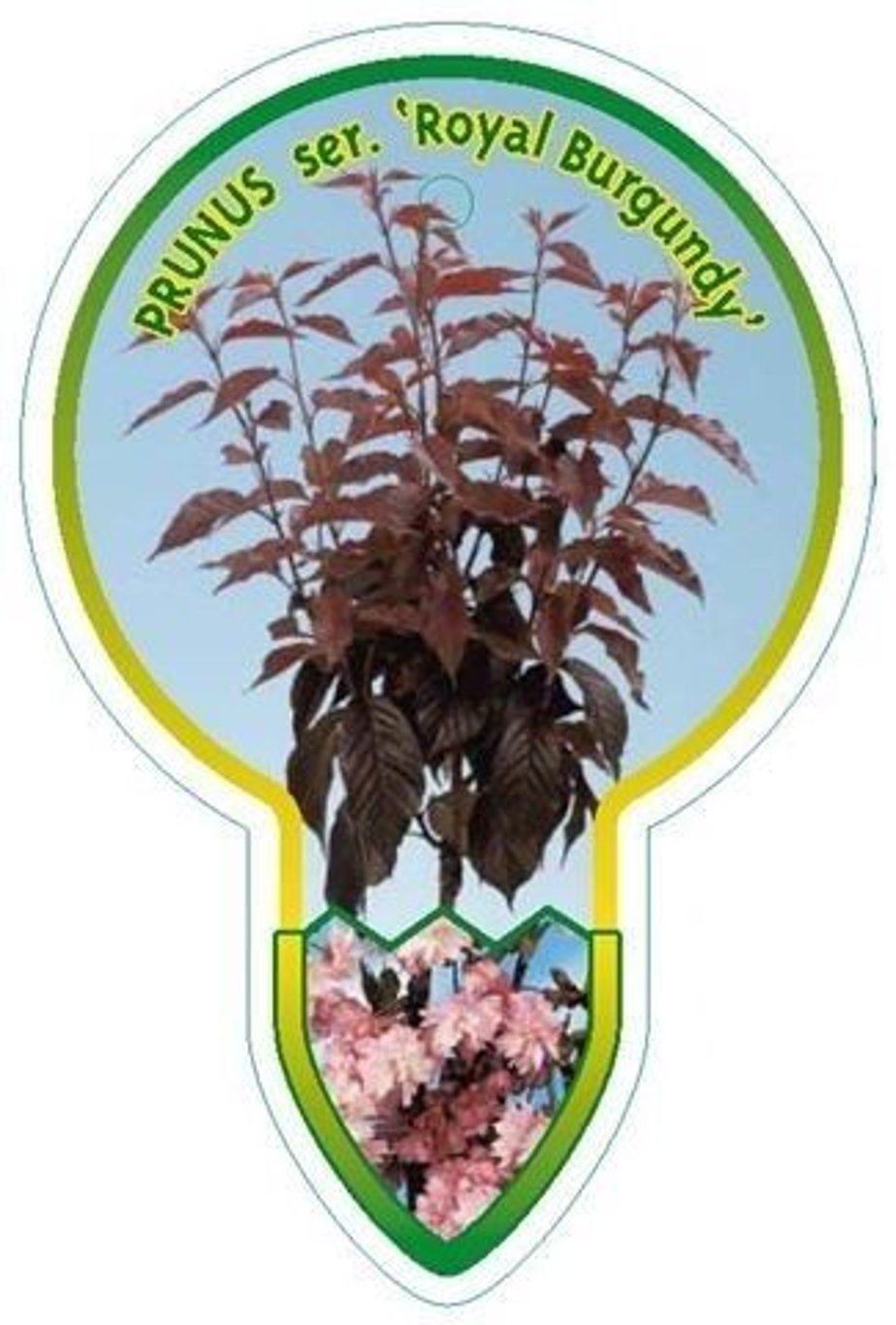Prunus ser. 'Royal Burgundy' - 120 CM Stem C7.5